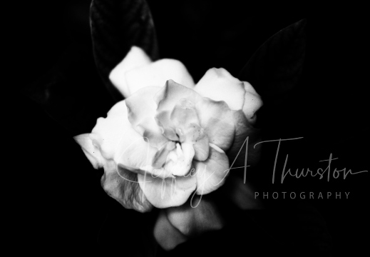 20180814220501 IMG 5588-01